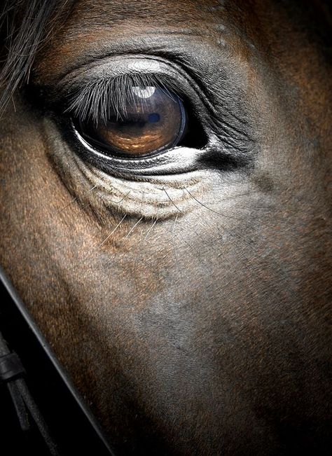 I Love Horses, All The Pretty Horses, Pretty Horses, Love Horses, Horse Photography, Horse Love, Donkeys, Horse Stuff, Animal Love