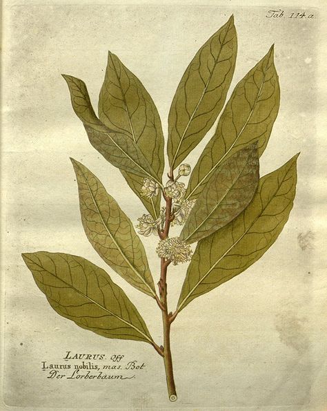 Bay Leaf Plant, Salem Witch House, Laurel Plant, Kalmia Latifolia, Bay Laurel, Laurus Nobilis, Daisy Art, Botanical Illustration Vintage, Laurel Leaves