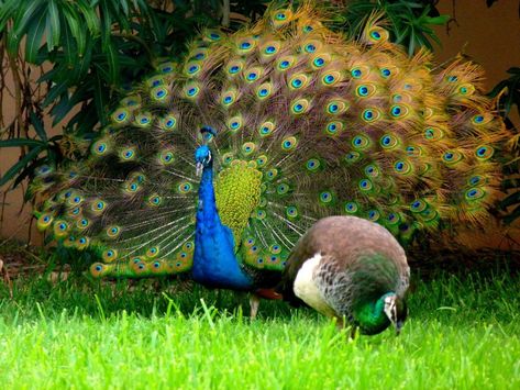 What's the Difference Between Male and Female Peacocks? - Joy of Animals Female Peacock, Peacock And Peahen, Male Peacock, Peacocks, Male And Female, Birdy, Beautiful Roses, Beautiful Birds, Pet Birds