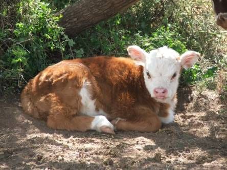 Mini Hereford, Cottagecore Animals, Sweet Cow, Cattle Breeds, Fluffy Cows, Beef Cattle, Cow Calf, Cow Painting