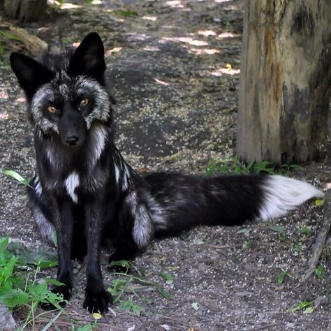 Awesome Fox Melanistic Animals, Fox Pictures, Black Fox, Pet Fox, Rare Animals, Pretty Animals, White Wolf, Wild Dogs, Cute Wild Animals