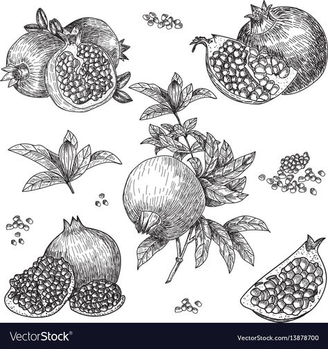 Pomegranate Drawing, Seed Tattoo, Pomegranate Tattoo, Pomegranate Art, Hand Drawings, Plant Tattoo, Engraving Illustration, Desenho Tattoo, Hand Drawn Vector