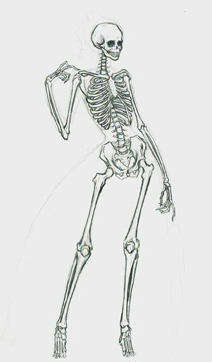 Female Skeleton, Human Skeleton Anatomy, Anatomy Bones, Skeleton Anatomy, Armband Tattoos, Skeleton Drawings, Poses Drawing, Human Anatomy Drawing, Human Skeleton