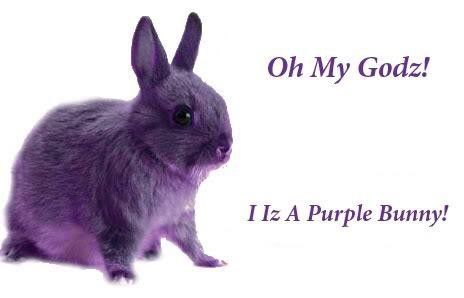 Oh My Gah, Purple Rabbit, Purple Bunny, Silly Cats Pictures, Pet Bunny, Silly Girls, Silly Animals, Funny Happy