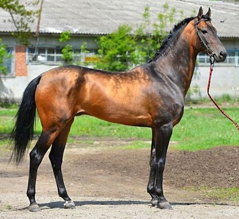 Akhal teke stallion, Poedinok. Beautiful golden bay with the dramatic sooty effect . The Akhal teke breed carries lots of 'sooty' genetics. pin courtesy Stella. Ahal Teke, Akhal Teke Horses, Horse Inspiration, Akhal Teke, Types Of Horses, Most Beautiful Horses, Most Beautiful Animals, Horse World, All The Pretty Horses