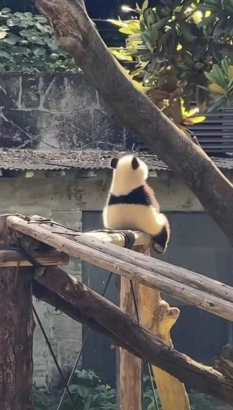 #BEAUTY ,#RELATIONSHIPS#Fashion#Animals#Outfits#Winter Outfits#Animals Panda Aesthetic, Funny Panda Pictures, Panda Puns, Baby Panda Bears, Panda Funny, Cute Panda Wallpaper, Funny Animal Photos, Panda Love, Super Cute Animals