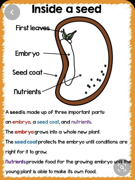 Plant Lessons, Plants Unit, 1st Grade Science, 4th Grade Science, About Plants, Plant Life Cycle, Cycle Parts, Plant Science, Science Units