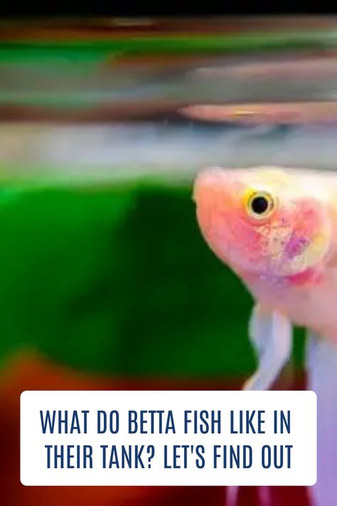 One of the most important things you can do for your betta fish is to provide them with environmental enrichment. Read through this article to know what you need to create the perfect environment for betta fish. #bettafish #aquariumfish #freshwaterfish Betta Fish Care Guide, Unique Beta Fish Tank Ideas, Betta Fish Tank Ideas Aesthetic, What Fish Can Live With Bettas, Betta Tank Ideas, Beta Fish Care, Betta Fish Toys, Betta Fish Tank Ideas, Betta Care