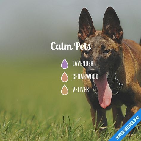 Calm Pets — Essential Oil Diffuser Blend www.naturalaromatherapy.co.uk Cat Safe Diffuser Blends, Eo Blends, Essential Oils Dogs, Doterra Diffuser Blends, Are Essential Oils Safe, Calming Essential Oils, Essential Oil Diffuser Blends Recipes, Essential Oils Herbs, Oils For Dogs