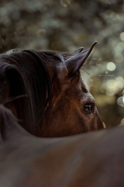 Review my latest work on my blog. Equine photography is my passion and I have the most beautiful horse models in front of my lens every single time. It is not about the impressive Spanish stallion or the fancy dressage horses. I care about the everyday horses. The little bit older gelding with the soft eyes, or the ex racehorse. Read more about this project and my work. horse photos | equine photography poses photo shoots | equine images | horse aesthetic | horse photography creative Horse Photography Wallpaper, Horse Fine Art Photography, Photo Horse Ideas, Modeling With Horses, Creative Horse Photography, Horse Eye Photography, Professional Horse Photography, Horse Picture Ideas, Stallion Photography