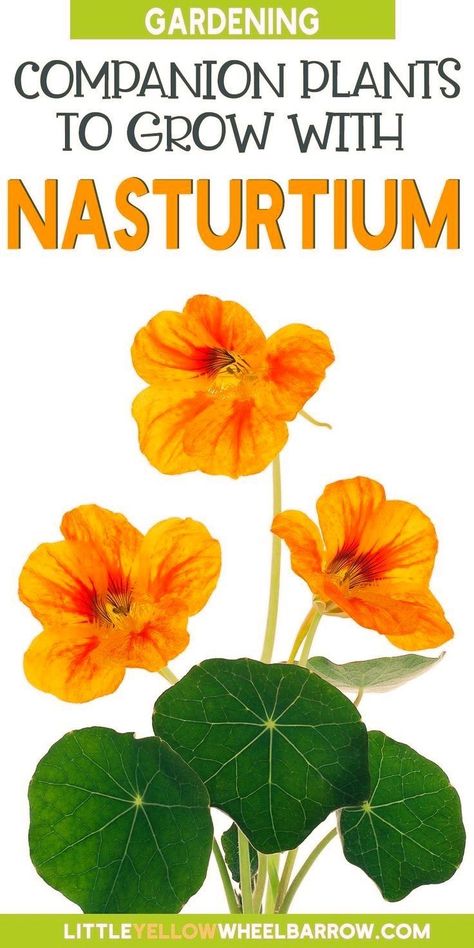 Container Vegetable Gardening, Nasturtium Flowers, Potato Gardening, Gardening Guide, Container Gardening Ideas, Container Vegetables, Garden Flower Beds, Flower Garden Ideas, Plant Help