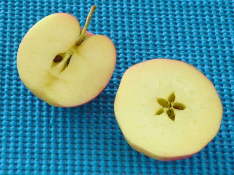 Cut an apple across the equator to expose the star shape in the center. Use the cut-apples as stamps! Apple Science, Apple Kindergarten, Apple Cut, Apple Activities, Love Of Learning, Kindergarten Readiness, Science Activity, Apple Art, Kindergarten Ideas