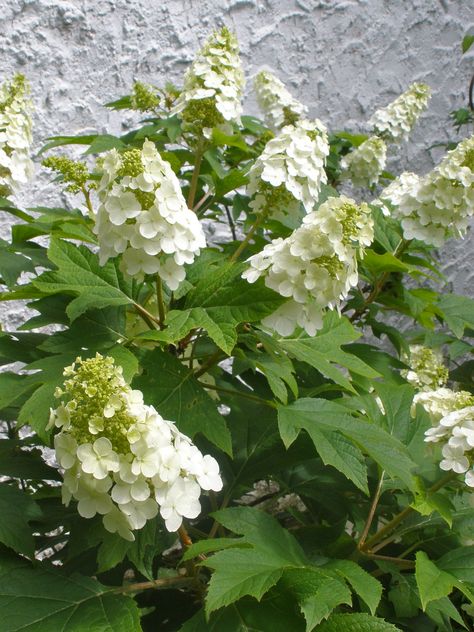 Hydrangea Snow Queen, Hydrangea Quercifolia Snow Queen, Shady Border, Photo Snow, Shady Garden, Types Of Shrubs, Flower Borders, Hydrangea Quercifolia, Shade Shrubs