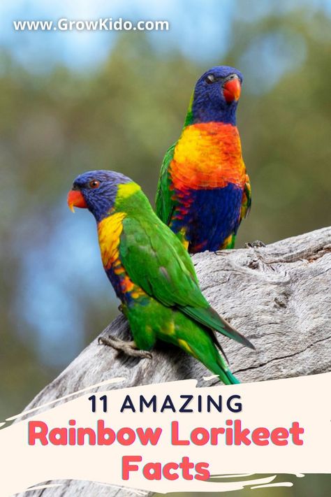 11 Interesting & fun facts about Rainbow Lorikeets that will surely be going to surprise you. Rainbow Lorikeet Fact- 6 is the most amazing one. Interesting Fun Facts, Parrot Facts, About Rainbow, Rainbow Lorikeet, Fun Facts For Kids, Facts For Kids, Facts About, Animals Beautiful, Fun Facts