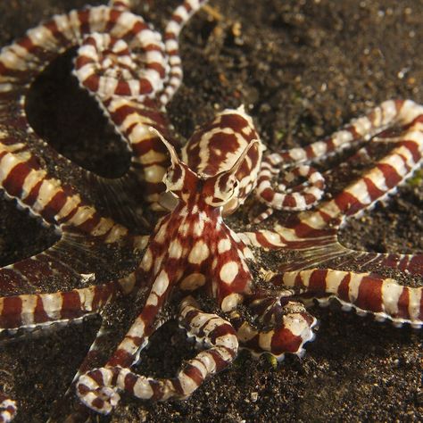 Mimic Octopus Facts Octopus Facts, Octopus Eyes, Octopus Photos, Common Octopus, Mimic Octopus, Octopus Species, Octopus Drawing, Sea Snake, The Mimic