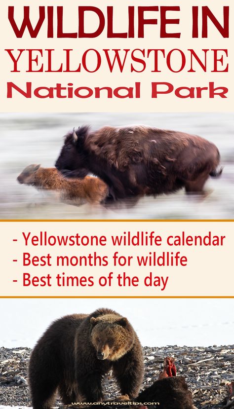 Yellowstone National Park in Wyoming is the best place for viewing amazing wildlife! Be prepared with our tips abouth the best months (in spring, winter, summer, and fall) and the best time of day. Including a wildlife calendar with all animals. Yellowstone Wildlife, Vacation Cabins, Yellowstone National Park Vacation, Wyoming Vacation, Yellowstone Vacation, Montana Vacation, Yellowstone Trip, Wyoming Travel, Visit Yellowstone