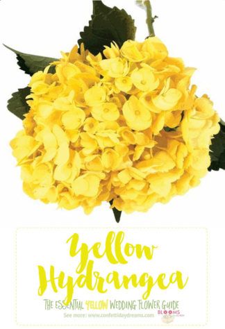 Carnation Wedding Flowers, Types Of Yellow, Light Yellow Flowers, Hydrangea Cottage, Carnation Wedding, Ranunculus Wedding, Yellow Hydrangea, Flower Tips, Yarrow Flower