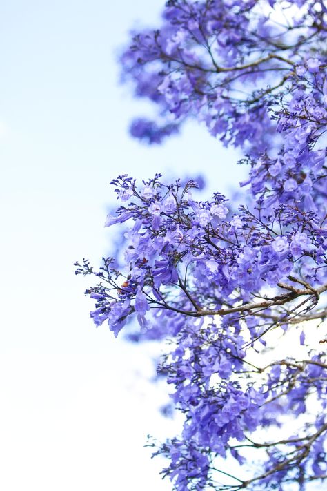 Jacaranda | This beautiful jacaranda tree is right out my fr… | Flickr Jacaranda Tree, Flame Tree, Art Diary, Front Door, Trees, Blue And White, Collage, Pins, Blue