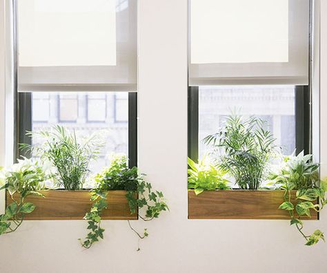 Indoor window boxes with leafy greens. Kitchen Window Plants, Indoor Window Planter, Indoor Window Boxes, Best Office Plants, Windows Office, Café Design, Plant Window, Window Plants, Trendy Plants