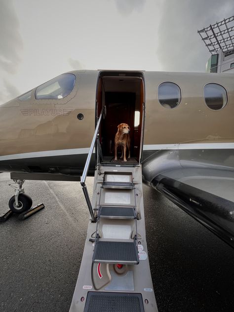 #flight #travel #aesthetic #dogs Private Jet Aesthetic, Jet Aesthetic, Aesthetic Dogs, Luxury Lifestyle Couple, Flight Travel, Dog Travel, Dog Barking, Private Jet, Travel Aesthetic