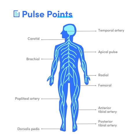 An impulse can be felt over an artery that lies near the surface of the skin. The impulse results from alternate expansion and contraction of the arterial wall because of the beating of the heart. When the heart pushes blood into the aorta, the blood’s impact on the elastic walls creates a pressure wave that continues along the arteries. This impact is the pulse. All arteries have a pulse, but it is most easily felt at points where the vessel approaches the surface of the body. Apical Pulse, Medical Learning, Essential Oil Chart, Medical Animation, Medical Videos, Medical Student Study, Cardiac Nursing, Animation Videos, Nursing School Tips