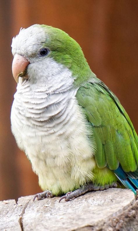 480x800 Wallpaper parrot, monk parakeet, color, bird Parakeet Colors, Parrot Wallpaper, Monk Parakeet, 480x800 Wallpaper, African Grey, Hd Background, Pretty Animals, Fruit Garden, Asus Zenfone