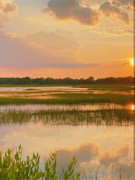 Rural Vs Urban, Paint Arch, Where The Crawdads Sing, Wildflower Photo, Environment Painting, Landscape Photography Nature, Aesthetic Tiktok, Landscape Scenery, Low Country