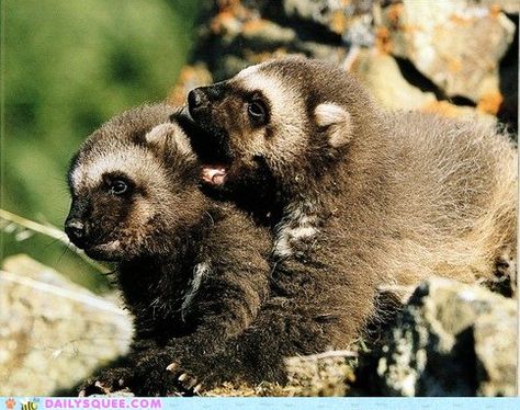 baby Wolverine cubs playing and sharing secrets Baby Wolverine, Wolverine Animal, Animal Facts Interesting, Alpine Tundra, North American Animals, Canadian Wildlife, The Wolverine, Honey Badger, Interesting Animals