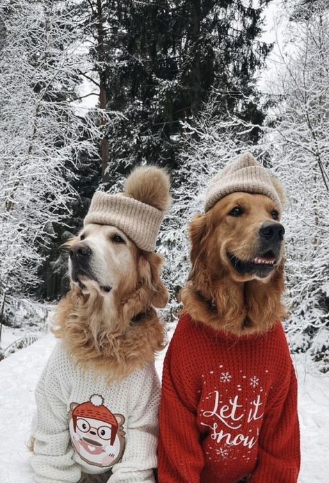 Golden Retriever Sweater, Christmas Dog Photography, Christmas Pet Photos, Christmas Golden Retriever, Dog Christmas Photos, Dog Christmas Pictures, Golden Retriever Christmas, Cute Christmas Outfits, Photos With Dog