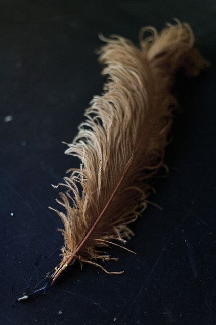 Lawrence, Fall, 2011, Brooklyn (photo by a. e. merrick) Amy Merrick, Ravenclaw Aesthetic, Hope Is The Thing With Feathers, Feather Wings, Ravenclaw, Bird Feathers, Feathers, Black And Brown, Hair Accessories