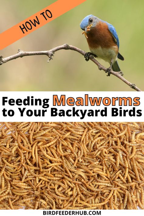 Backyard Birds Watching, Unique Bird Feeders, Backyard Birds Sanctuary, Backyard Birds Feeders, Meal Worms, Bird Feeding Station, Homemade Bird Feeders, What Is A Bird, Diy Bird Feeder