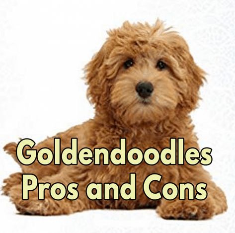 Goldendoodle Haircuts, Goldendoodle Miniature, Goldendoodle Grooming, Allergic To Dogs, Mini Goldendoodle Puppies, Puppy Cut, Mini Doodle, Doodle Puppy, Helpful Things