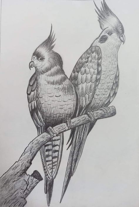 Drawing With Shading, Birds Sketches, Pencil Drawing Images, Pencil Drawings Of Animals, Purple Flowers Wallpaper, Bird Sketch, Kalamkari Painting, Bird Drawing