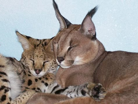 Cat Together, Big Bugs, Serval Cat, Big Floppa, Caracal Cat, Serval Cats, Cute Animal Memes, Exotic Cats