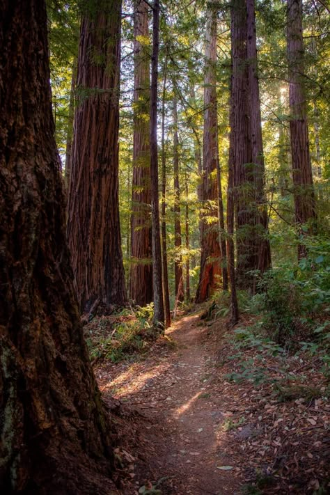 California Redwoods Aesthetic, The Bay Area Aesthetic, Ascent Logo, Bay Area Aesthetic, Red Wood Forest, Wooded Area, Places In California, The Bay Area, Plein Air Paintings