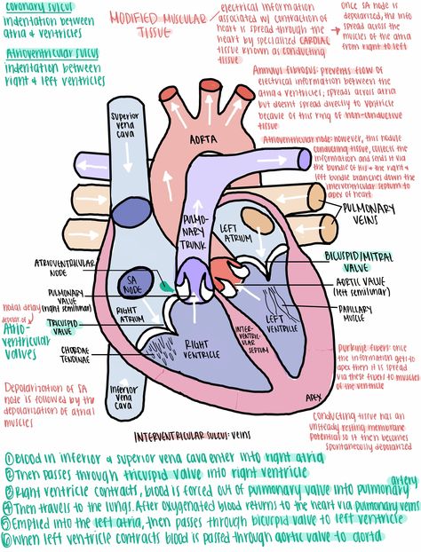 Heart Diagram Heart Structure Diagram, Simple Heart Diagram, Function Of The Heart, Human Heart Diagram, Heart Structure, Heart Diagram, Anatomy Physiology, Heart Anatomy, About Heart