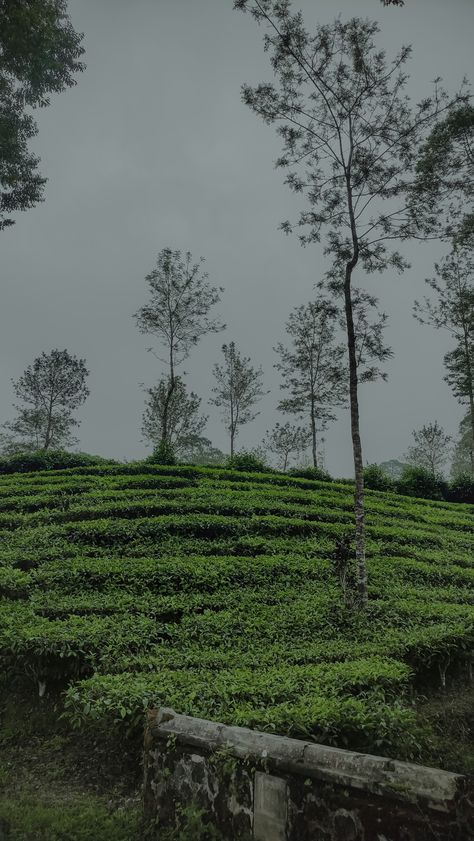 Shillong Aesthetic, Mountain Poses, Nature Aesthetic Pictures, Leaves Wallpaper Iphone, Instagram Black Theme, Beach Poses By Yourself Photo Ideas, Travel Pictures Poses, Ooty, Munnar