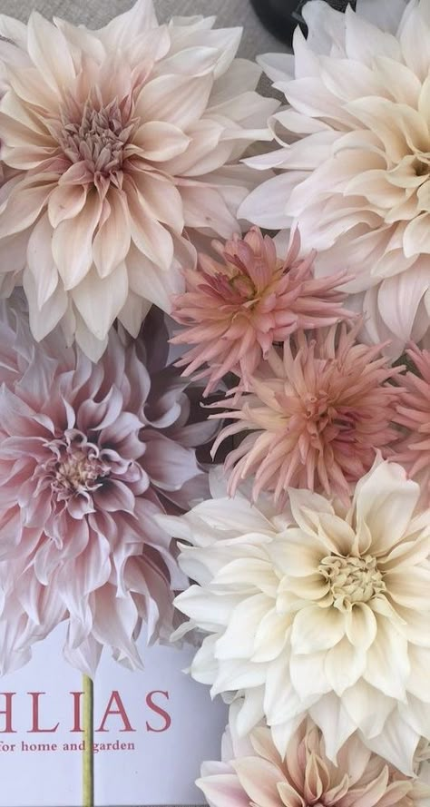 Dhalia Aesthetic Bouquet, Dahlia Pink, Mauve Dahlia, Pastel Dahlia Bouquet, Pink And White Dahlia Bouquet, Daliah Flower, Dahlia Flower Garden, Dahlia Wedding Bouquets, Light Pink Dahlia