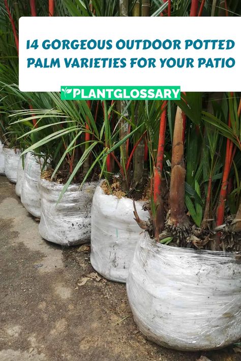 Outdoor potted palms can bring a tropical essence to any space, but with so many types available, choosing the right one can be daunting. '14 Types of Outdoor Potted Palms' will introduce you to a curated selection of palms that are perfect for container gardening, each with its own unique charm. Potted Palm Trees Outdoor, Potted Palm Trees, European Fan Palm, Miniature Palm Trees, Gardening Containers, Fishtail Palm, Majestic Palm, Small Palm Trees, Potted Palms