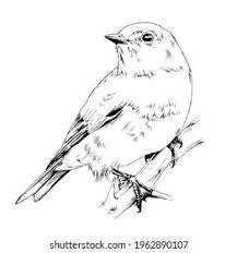 Robin drawing Images, Stock Photos & Vectors | Shutterstock Bird Outline Drawing, Robin Drawing, Robin Tattoo, Sketch Black And White, Bird Outline, Branch Tattoo, Black And White Vector, Animal Stencil, Bullfinch