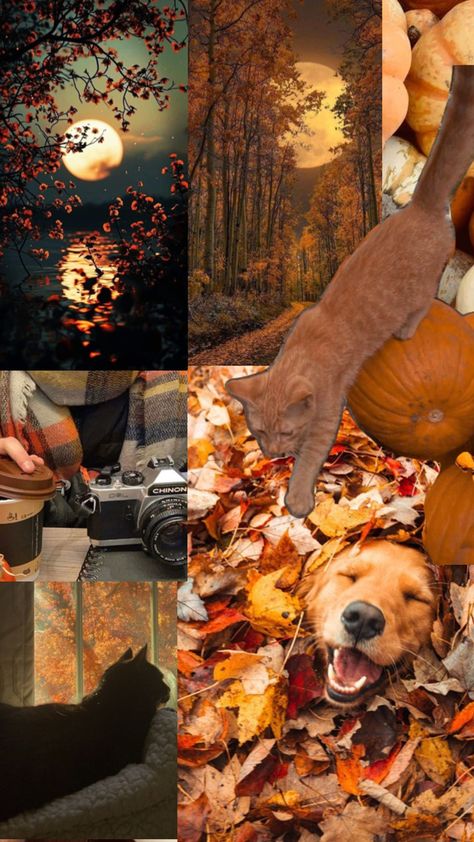 #fall #autumn #collage Collage Wallpaper Fall, Fall Photo Collage Wallpaper, Autumn Photo Collage, Autumn Collage Wallpaper Iphone, Collage Autumn, Autumn Collage, Fall Collage, Fall Autumn, Collage