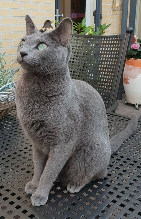 Handsome gray cat #handsomecat #prettycat #fluffycat #cute Korat Cat Aesthetic, Russian Blue Aesthetic, Russian Blue Cat Kittens, Russian Blue Cat Aesthetic, Russian Grey Cat, Korat Cat, Russian Blue Kitten, Russian Cat, Beautiful Kittens