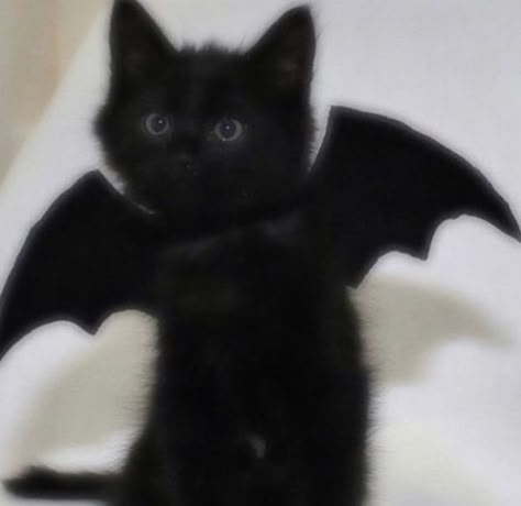 Weirdcore Animals, Black Cat Profile Picture, Aesthetic Halloween Pfp, Bat Pfp, Black Cat With Wings, Black Cat Pfp, Black Cat Pictures, Halloween Pfps, Goth Cat