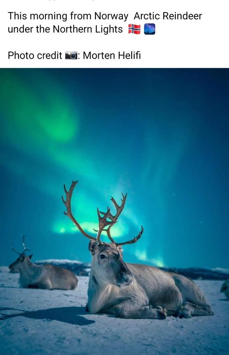 Norway Reindeer, Northern Lights Photo, Northern Lights Norway, Visit Norway, Tromso, Winter Scenery, The Northern Lights, Foto Art, Animal Planet