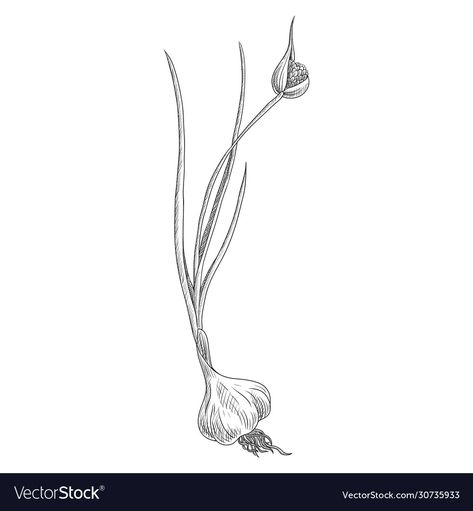 Garlic Flower, Garlic Scapes, Plant Drawing, Vector Drawing, Detailed Drawings, Drawing Images, Free Vector Images, Macrame Plant Hanger, Flower Drawing