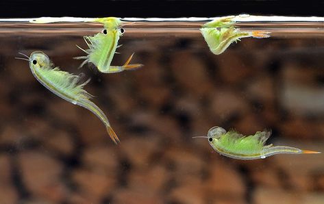 Branchinella kugenumaensis “Japanese Fairy Shrimp” Fairy Shrimp, Japanese Fairy, Freshwater Shrimp, Sea Monkeys, Brine Shrimp, Amazing Animal Pictures, Cool Bugs, Aquatic Animals, Crustaceans