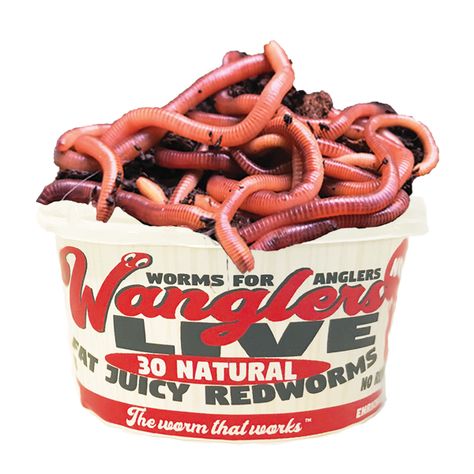 Red Worms, Pet Frogs, Fish Bait, Live Bait, Live Fish, Freshwater Fishing, Pet Fish, Soft Bait, Natural Scents