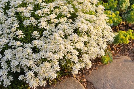 Evergreen Candytuft, Yellow Alyssum, Retaining Wall Plants, Iberis Sempervirens, Living Mulch, Foundation Plants, Amazing Landscaping Ideas, Suburban Garden, Front Yard Gardens