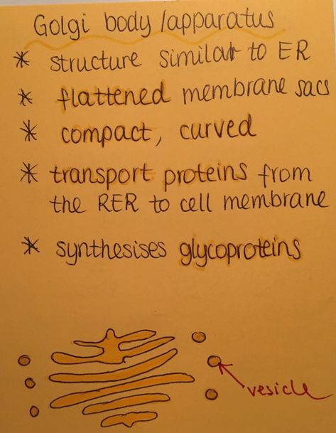 Golgi Apparatus Notes, Golgi Apparatus Diagram, Golgi Bodies, Alevel Biology, Cell Biology Notes, Golgi Apparatus, College Biology, Microbiology Study, Hesi A2