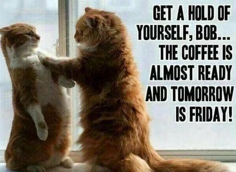 Funny thursday meme with cat Quotes For Friday, Funny Thursday Quotes, Thursday Meme, Coffee Meme Funny, Morning Funnies, Tomorrow Is Friday, Thursday Humor, Trending Quotes, Happy Memes